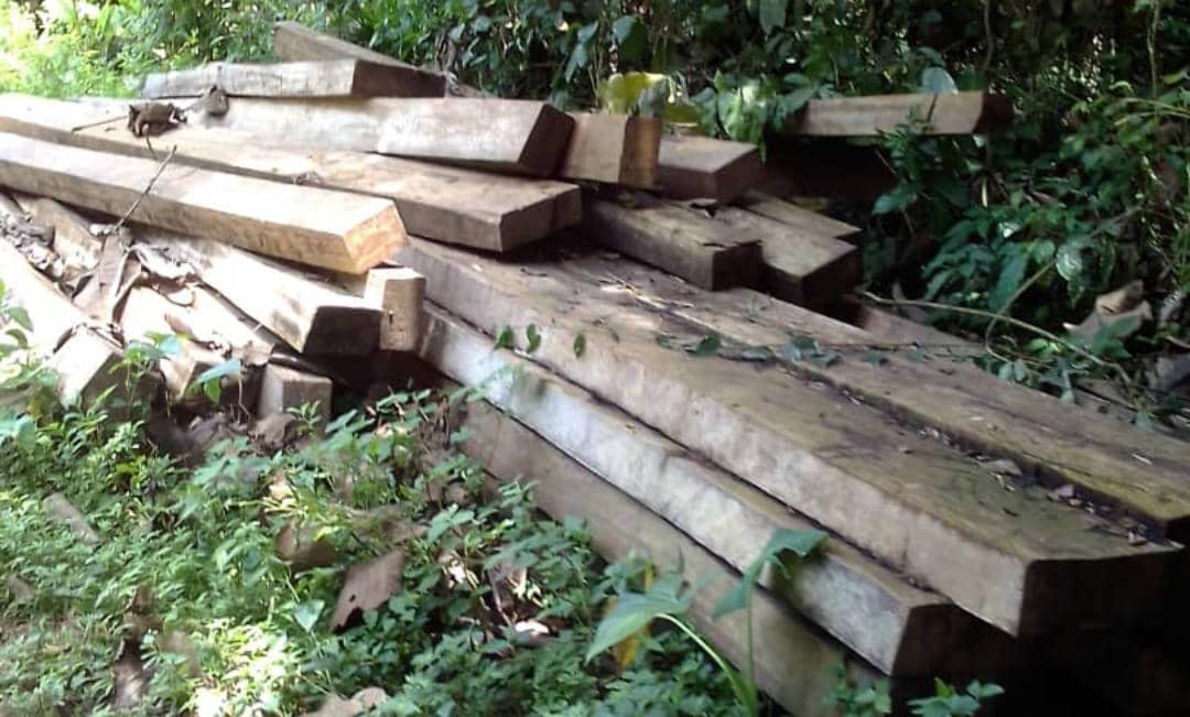 Maniema : Bois pillés à Kabambare, la SOCEARUCO demande leur saisie