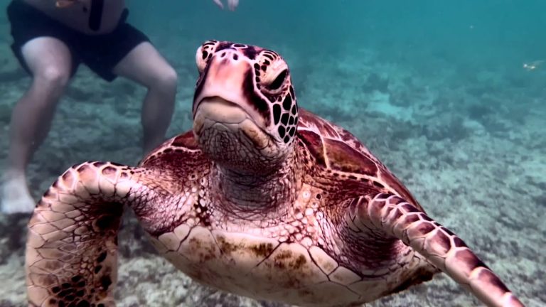 tortue