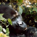 site_0137_0003-354-266-20151104165759